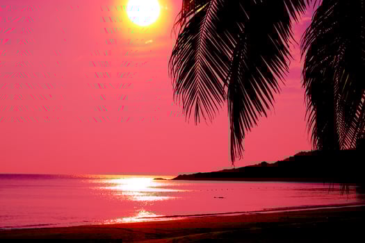 Beautiful sunset tropical beach with palm tree and pink sky for travel and vacation in holiday relax time photo