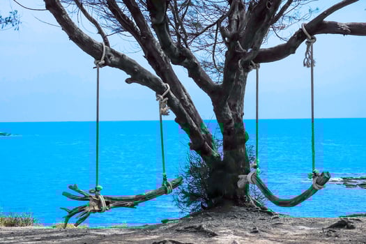 Old wooden swings under the old pine trees on the beautiful sea view point photo