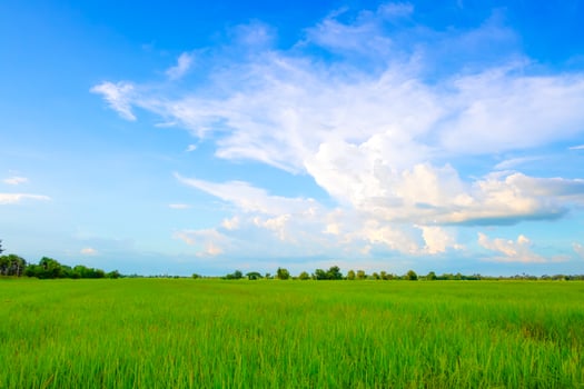 Field on a background photo