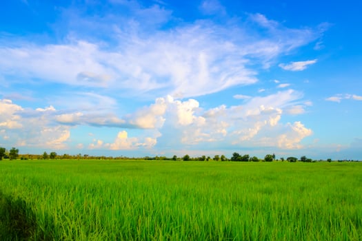 Beautiful spring field with a green grass blue sky white clouds photo