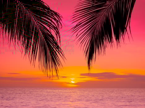 Silhouette of palm tree on the beach during sunset of beautiful a tropical beach on pink sky background photo