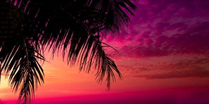 palm tree on sunset of beautiful a tropical beach on pink sky background as summer photo