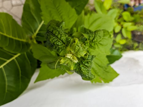 A close up of Patchouli leaves photo