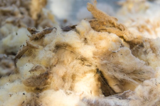 raw wool fleece just sheared before being spun photo