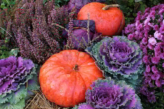Close-up of fresh plant leaves decorative purple cabbage Brassica oleracea and pumpkins. Organic vegetable healthy eating concept. Autumn harvesting. Vegan food. Gardening, growing and bio farming photo