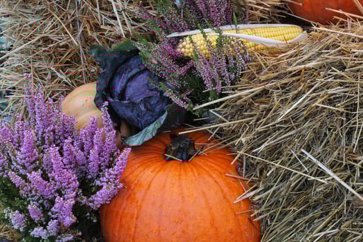 Close-up of fresh plant leaves decorative purple cabbage Brassica oleracea and pumpkins. Organic vegetable healthy eating concept. Autumn harvesting. Vegan food. Gardening, growing and bio farming photo