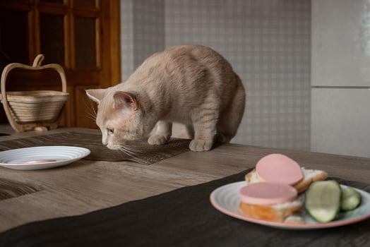 beautiful arrogant red domestic cat steals food from the table in the kitchen in the absence of people photo