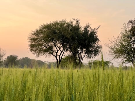 Green Wheat field whistle, Wheat bran fields and wheat in a village photo