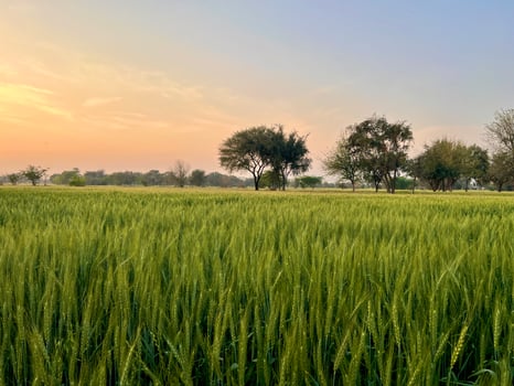 Green Wheat field whistle, Wheat bran fields and wheat in a village photo