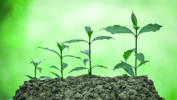 Little green plants growing concept photo