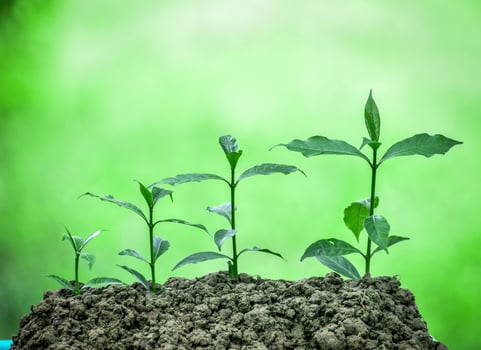 Fresh green plants growing step by step photo