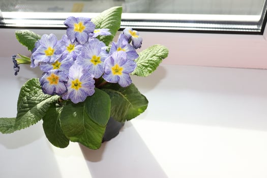 photo primrose primula blue white striped