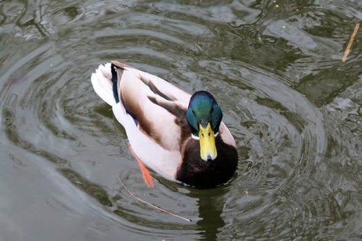 A view of a Duck on the water photo