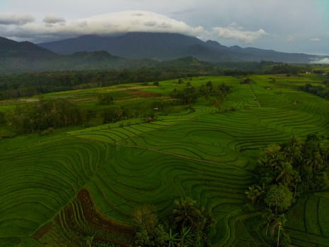 Aerial view of green rice terraces in Indonesia photo