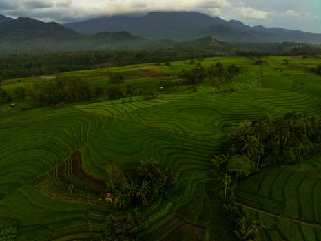 Aerial view of green rice terraces in Indonesia photo