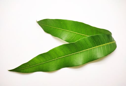 Mango leaves on white background photo