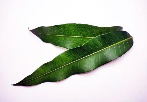 Mango leaves on white background photo