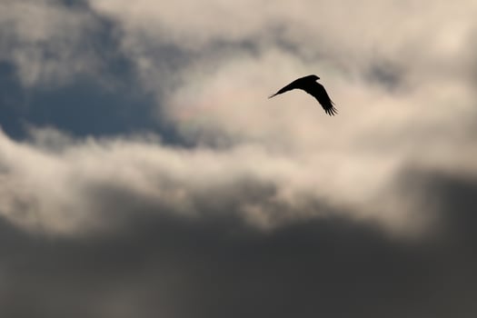 flying birds on a stormy weather and dark clouds photo