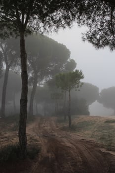 forest with fog and nostalgia photo