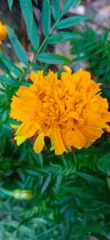 Merigold beauty flower photo