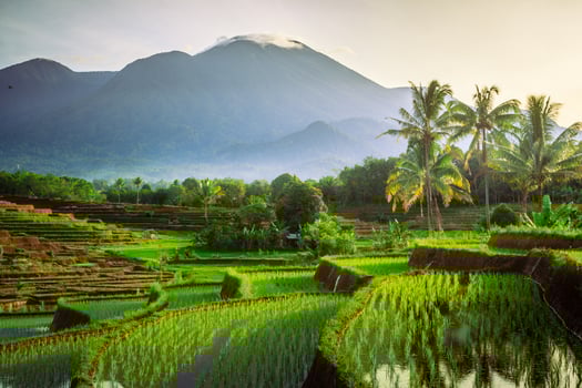 Beautiful morning view indonesia. Panorama Landscape paddy fields with beauty color and sky natural light photo