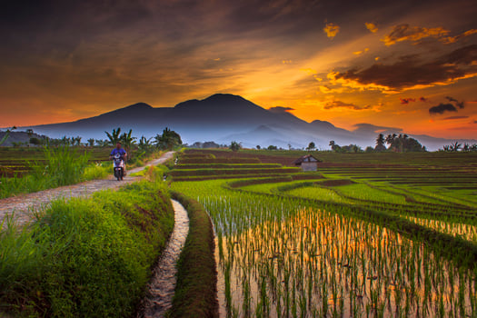Beautiful morning view indonesia. Panorama Landscape paddy fields with beauty color and sky natural light photo