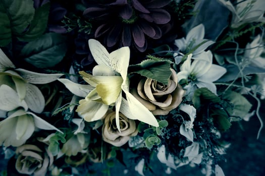 Roses in the cemetery photo