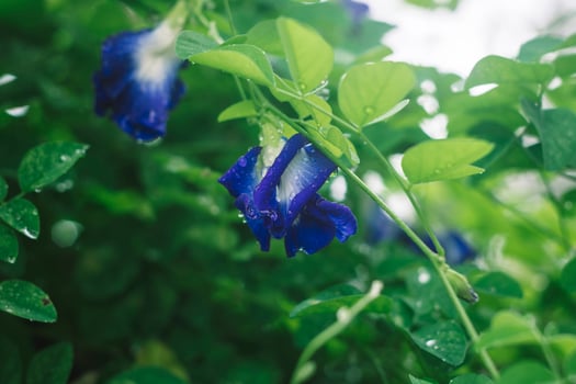 a butterfly pea flower photo