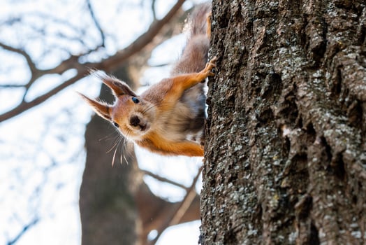 Squirrel sits on a tree photo