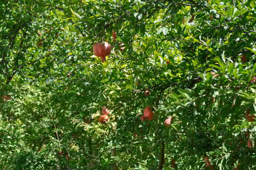 Pomegranate tree with ripe fruits and flowers in the garden photo
