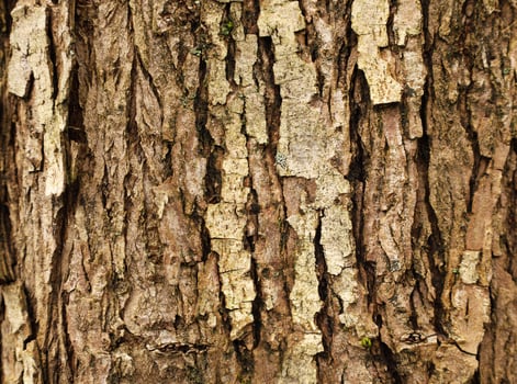 Brown tree bark with small lichen or moss. Closeup wooden grungy rough texture. Horizontal image, vertical lines. Nature background with place for text. photo