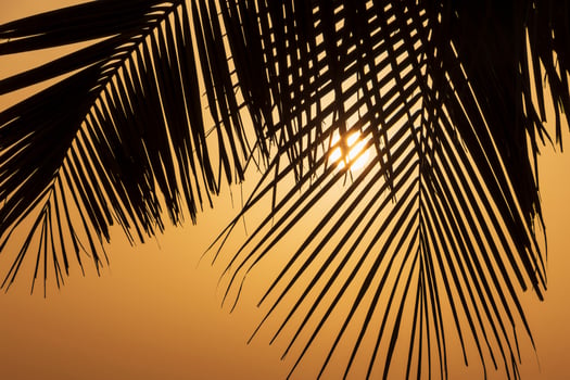 silhouette of palm tree leaves against rising sun photo