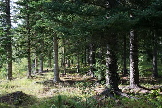Unique icelandic forest in summer photo