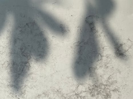 Leaves shadow background on concrete wall texture, leaves tree branches shade with sunlight photo
