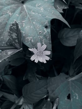 Beautiful plants with unique characteristics are very suitable for the collection in the home garden. photo