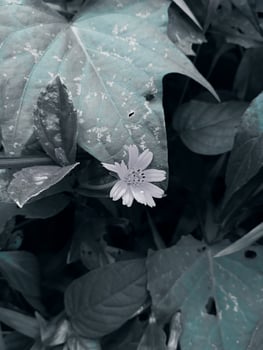 Beautiful plants with unique characteristics are very suitable for the collection in the home garden. photo