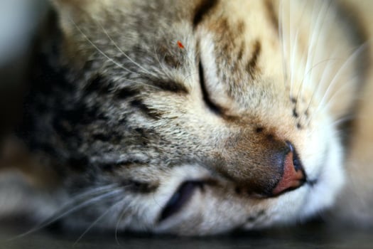 Mammals, fluffy and soft brown fur cats, cute and cute pets photo