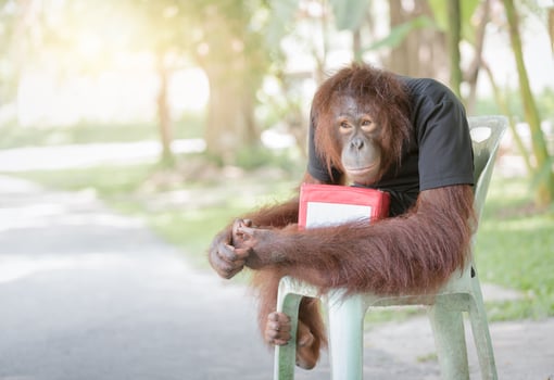 chimpanzee monkey sit on chair with donation boxes photo