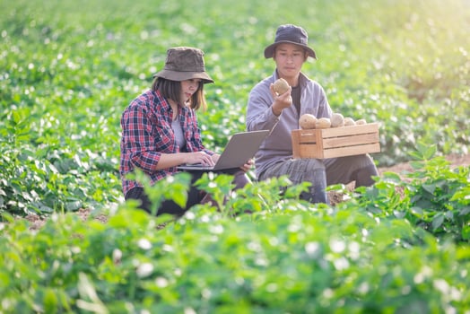 A farmer or agronomist holds a smart tablet to analyze Monitor plant growth and disease in corn gardens. Natural farming.Smart farming,agriculture business concept. photo