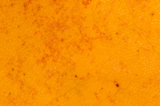 close up of dark yellow leaf texture photo