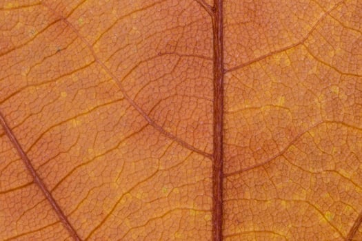 close up of maple leaf texture photo
