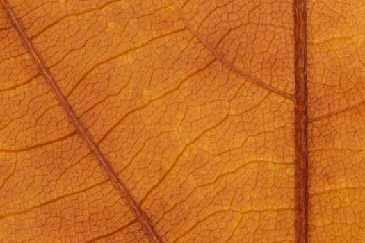 close up of autumnal maple leaf texture photo