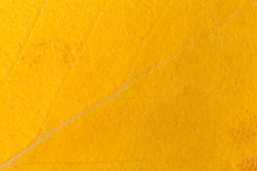 close up of yellow leaf texture at fall photo