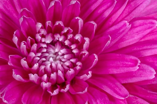 close up of purple chrysanthemum flower photo