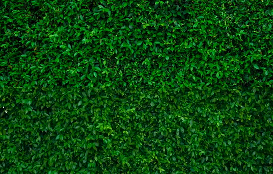 Small green leaves in hedge wall texture background. Closeup green hedge plant in garden. Eco evergreen hedge wall. Natural backdrop. Beauty in nature. Green leaves with natural pattern wallpaper. photo