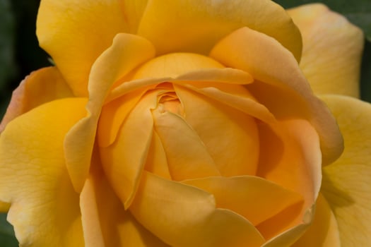 close up of yellow rose flower photo