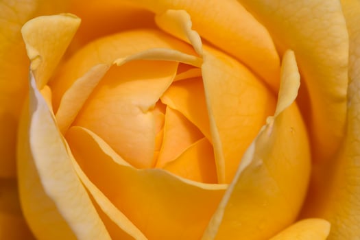 close up of yellow rose flower photo