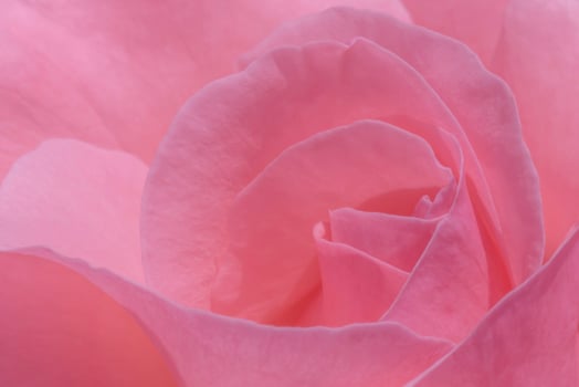 close up of pink rose photo