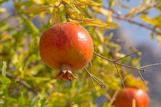 red pomegranate hanging on branch of tree photo