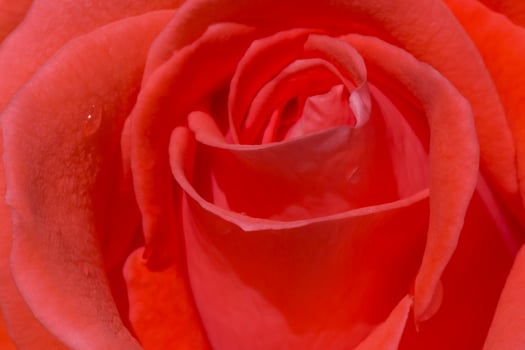 macro photo of red rose flower